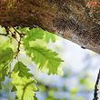 Lokales, Natur, Eichenprozessionsspinner, Eichen-Prozessionsspinner, Raupen können beim Menschen eine Raupendermatitis auslösen, Allergie, allergische Reaktion, Raupen, Foto: Anouk Antony/Luxemburger Wort