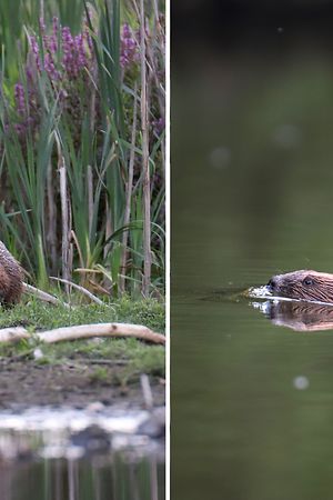 Biber in Luxemburg/Castors au Luxembourg : En 2021, environ 80 sites ont été détectés au Luxembourg avec des castors. Laurent Schley, biologiste et directeur adjoint de l'administration de la nature et des forêts, nous emmène observer ces animaux particuliers sur les rives de la Sûre.Boulaide, Diekirch/Wiltz, 10-14/08/22 Photo: Sibila Lind