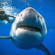 Diver Ocean Ramsey (@oceanramsey) swims next to a female great white shark off the coast of Oahu, Hawaii on January 15, 2019. - Great white sharks are extremely rare in Hawaii and this individual may be one of the largest recorded, it shows similar markings to �Deep Blue� a shark Ocean Ramsey studied in Isla Guadalupe, Mexico where she has done most of her work with white sharks. Shark populations around Hawaii are declining and there are no laws to protect sharks from being killed for their fins. The @OneOceanDiving research team study shark behavior and teach people how to avoid adverse interactions. Their research and work aims to help reduce shark related fatalities and educate others on the importance of sharks. (Photo by @oceanramsey / http://OneOceanDiving.Com / AFP) / RESTRICTED TO EDITORIAL USE - MANDATORY CREDIT @OceanRamsey /http://OneOceanDiving.Com "" - NO MARKETING NO ADVERTISING CAMPAIGNS - DISTRIBUTED AS A SERVICE TO CLIENTS --- NO ARCHIVE ---