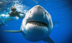 Diver Ocean Ramsey (@oceanramsey) swims next to a female great white shark off the coast of Oahu, Hawaii on January 15, 2019. - Great white sharks are extremely rare in Hawaii and this individual may be one of the largest recorded, it shows similar markings to �Deep Blue� a shark Ocean Ramsey studied in Isla Guadalupe, Mexico where she has done most of her work with white sharks. Shark populations around Hawaii are declining and there are no laws to protect sharks from being killed for their fins. The @OneOceanDiving research team study shark behavior and teach people how to avoid adverse interactions. Their research and work aims to help reduce shark related fatalities and educate others on the importance of sharks. (Photo by @oceanramsey / http://OneOceanDiving.Com / AFP) / RESTRICTED TO EDITORIAL USE - MANDATORY CREDIT @OceanRamsey /http://OneOceanDiving.Com "" - NO MARKETING NO ADVERTISING CAMPAIGNS - DISTRIBUTED AS A SERVICE TO CLIENTS --- NO ARCHIVE ---