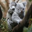 The yet unnamed male koala  joey rides on his  mother Goonderrah's back  at the Zoo in Duisburg, western Germany on Wednesday, March 27, 2013. The little Koala left his mother's pouch after six months for the first time. The Duisburg Zoo is one of the major breeding units for Koalas in Europe. (AP Photo/Frank Augstein)
