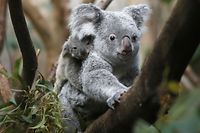 The yet unnamed male koala  joey rides on his  mother Goonderrah's back  at the Zoo in Duisburg, western Germany on Wednesday, March 27, 2013. The little Koala left his mother's pouch after six months for the first time. The Duisburg Zoo is one of the major breeding units for Koalas in Europe. (AP Photo/Frank Augstein)