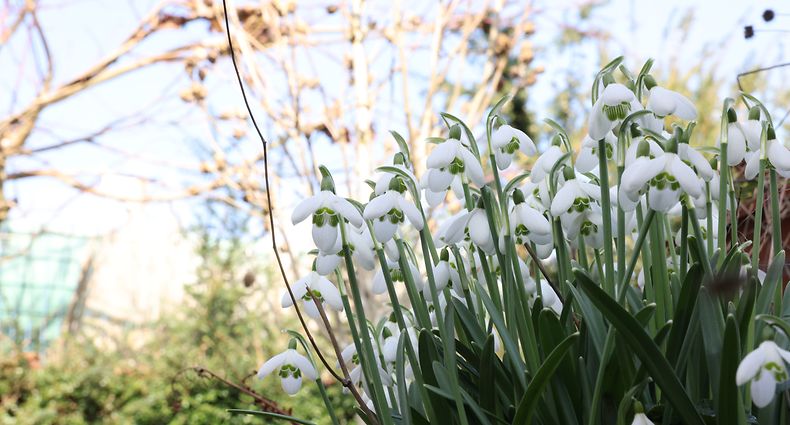 Für die Wetterexperten hat das Frühjahr am 1. März begonnen. In der Natur sind die ersten Frühlingsboten bereits seit einiger Zeit zu sehen.