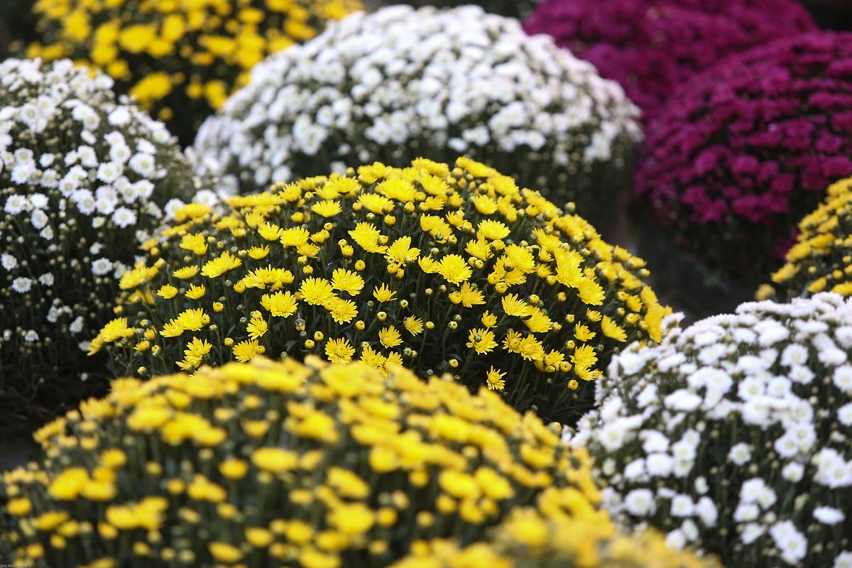 25.10.2017 Luxembourg, ville, Knuedler, place Guillaume, Wochenmarkt sehr früh am Morgen photo Anouk Antony