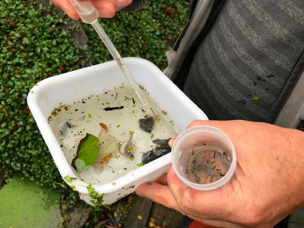 As larvas de mosquito são encontradas na superfície de recipientes com água parada. 