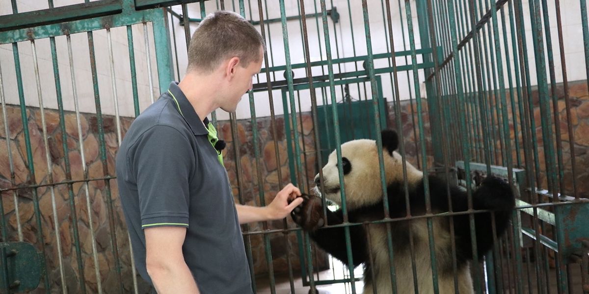 Auf Tuchfühlung mit dem neuen Bewohner des Pandageheges: Der Berliner Tierpfleger Christian Toll freundet sich mit Mengmeng an.