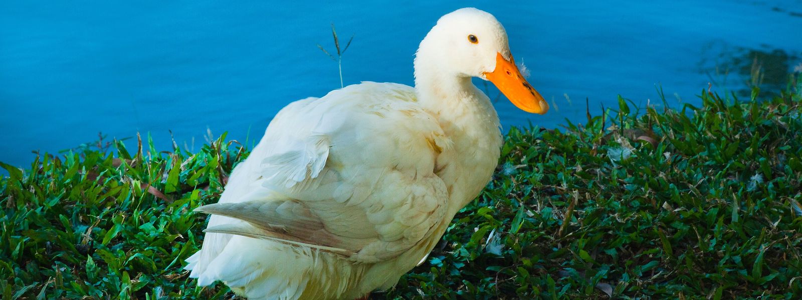 Os focos de infeção estão particularmente ligados às explorações de patos para a produção de 'foie gras'.