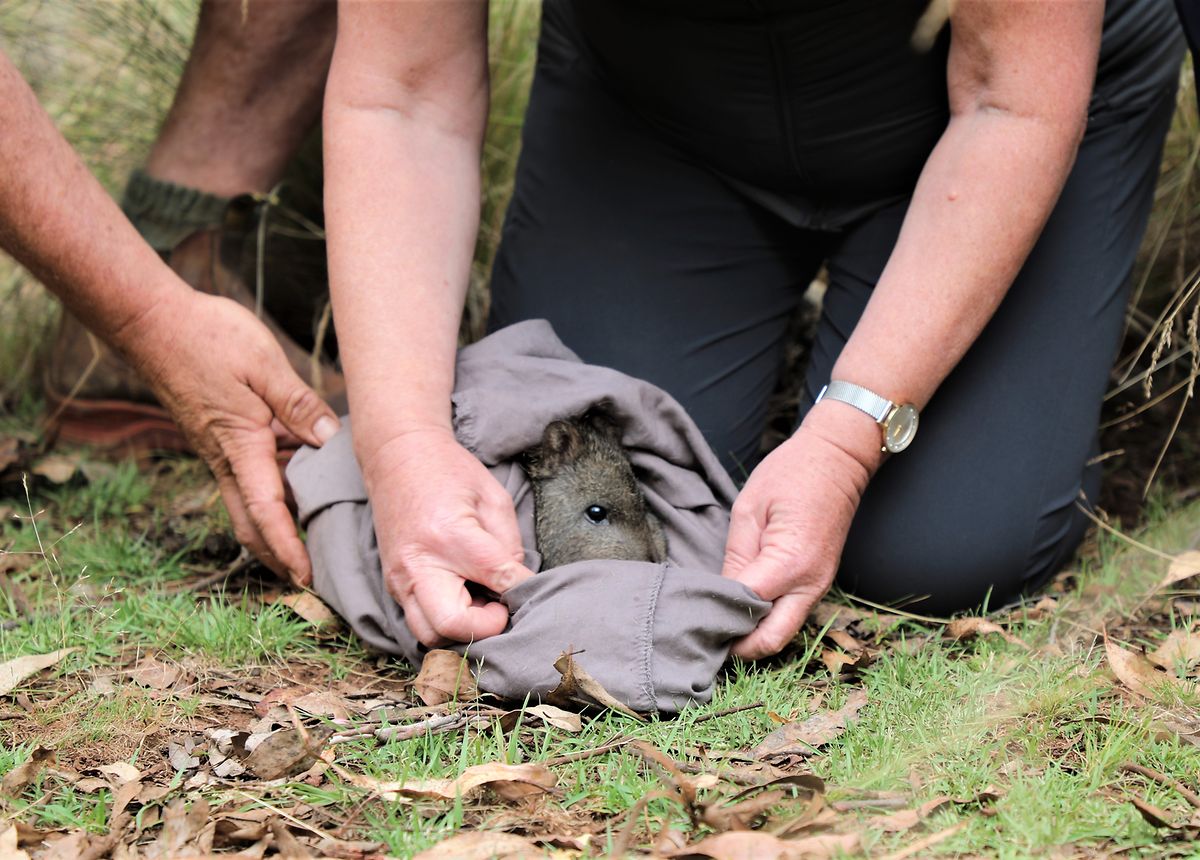 Langschnauzen-Kaninchenkängurus werden laut des australischem Umweltministeriums als gefährdet eingestuft. 