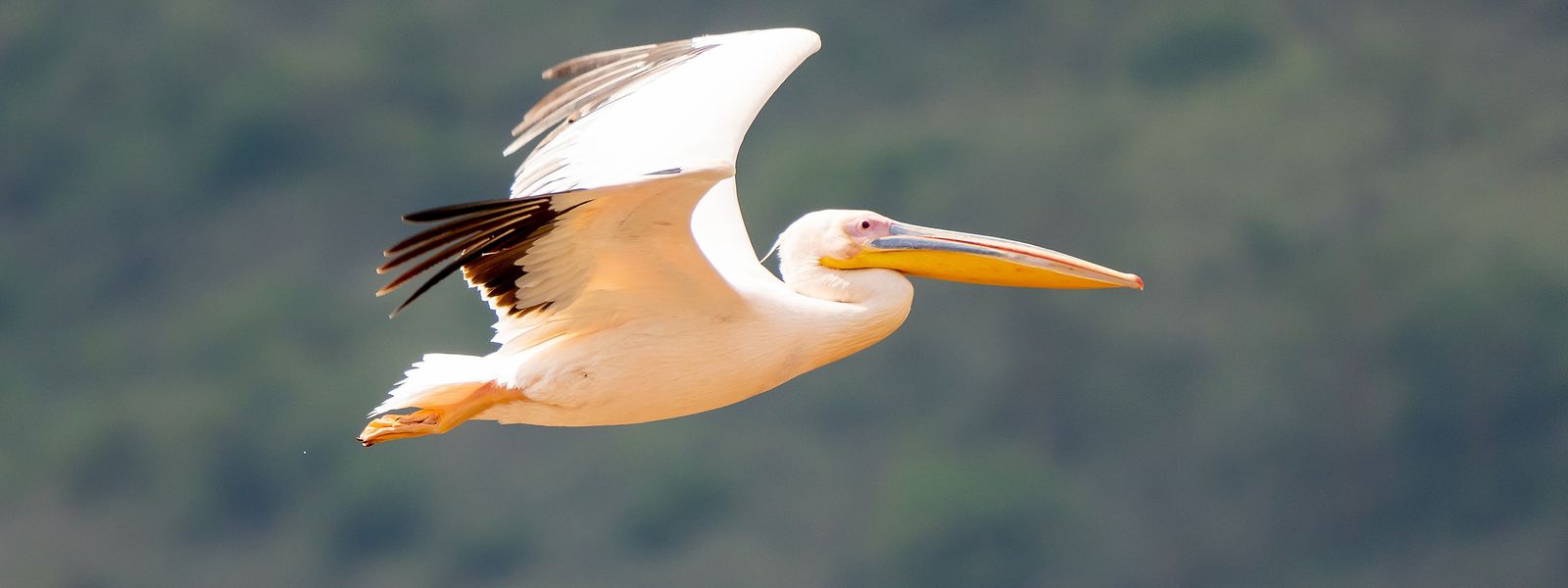 Das Herz eines Pelikans an der Spitze einer V-Formation schlägt 190 Mal pro Minute – bei den nachfolgenden Vögeln sind es lediglich 160 Mal.