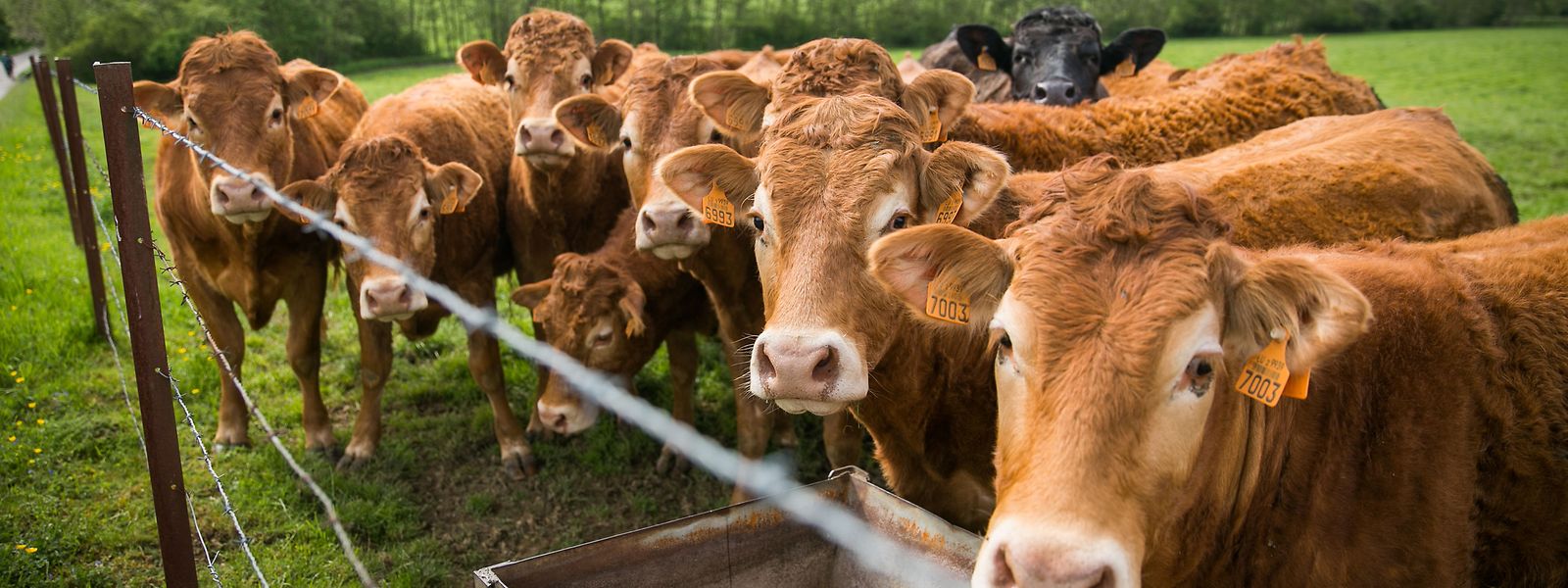 Die im PSN ausgeführten Pläne, den Viehbestand zu senken, um Emissionen im Viehsektor zu verringern, bewertet die EU-Kommission als ungenügend. 
