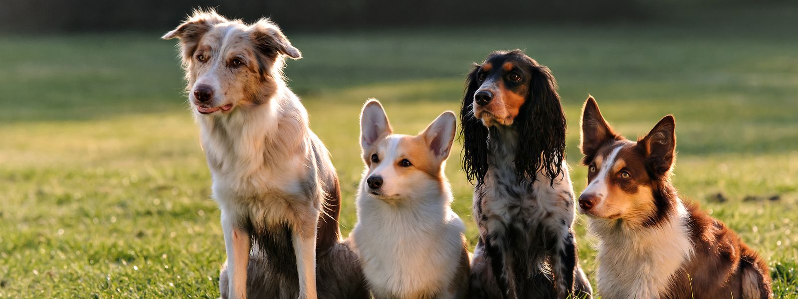 Geplante Hundesteuer War Aprilscherz