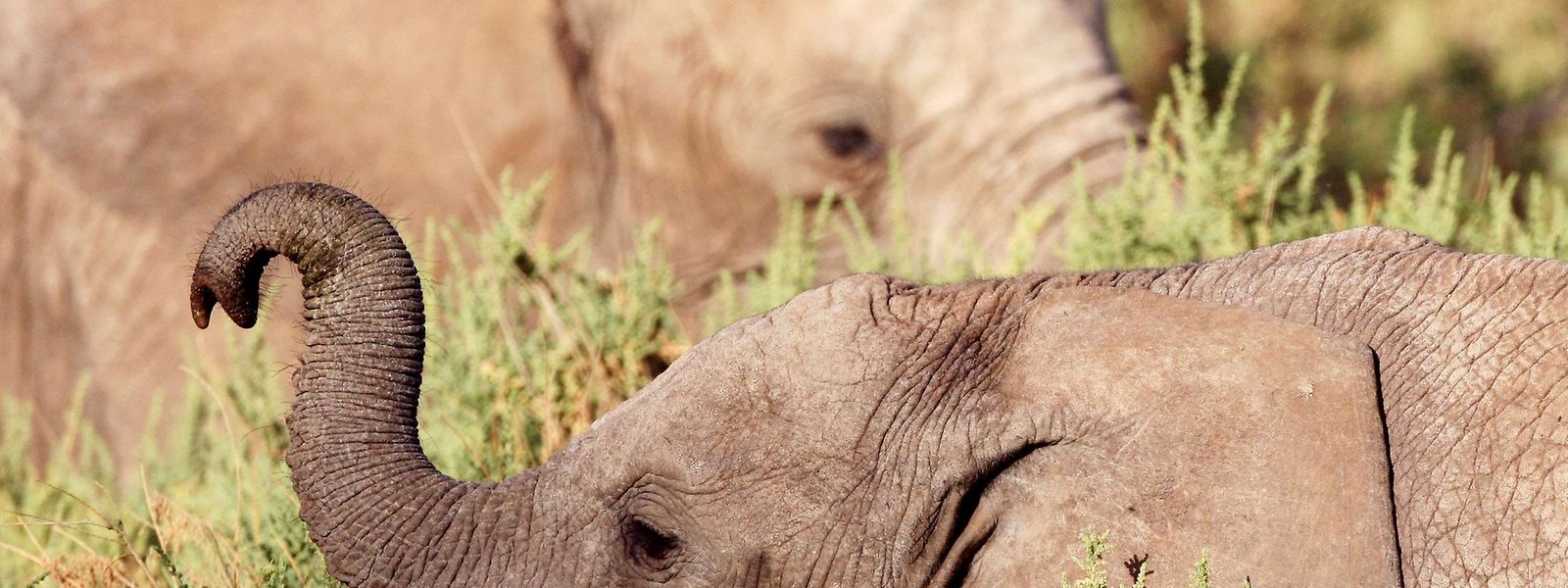 Wilderei Vergiftete Elefanten In Simbabwe
