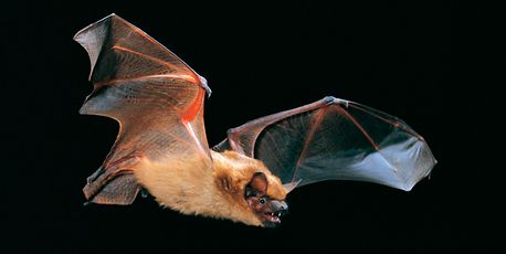 Là où sommeillent les chauves-souris - Vimarsana News