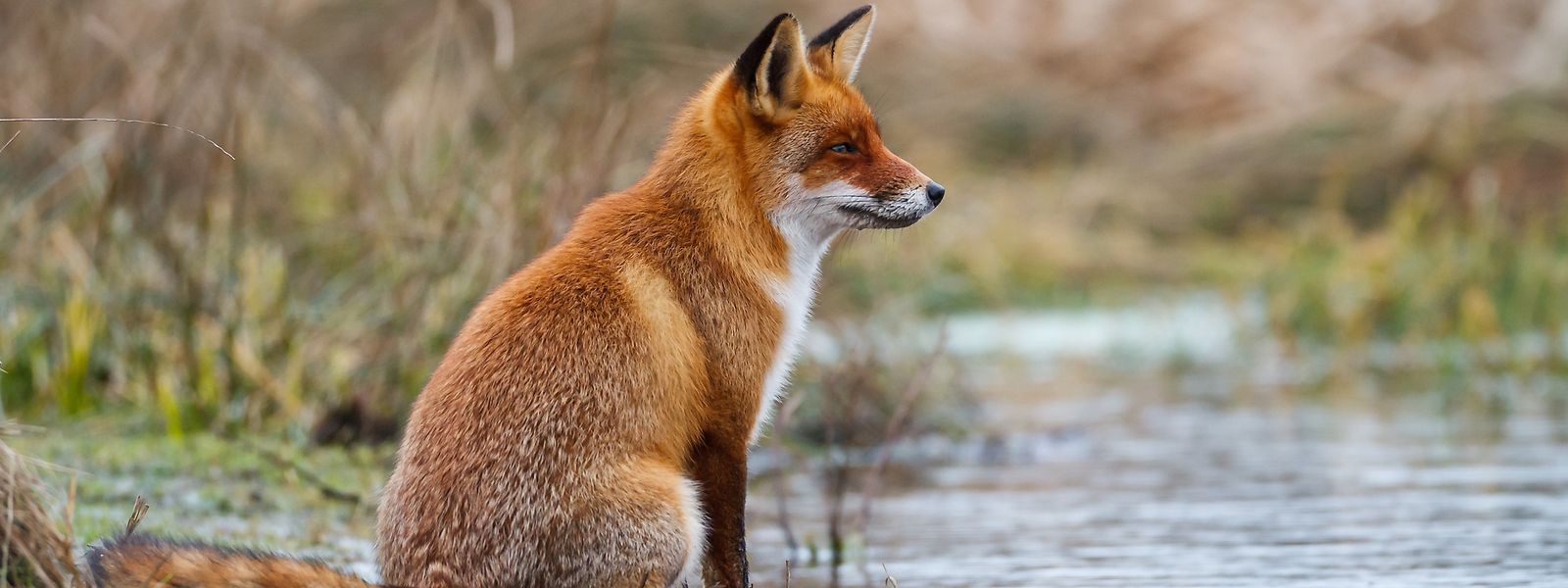 In Kehlen zeigt ein Fuchs außergewöhnliches Verhalten und beschäftigt damit die Behörden.