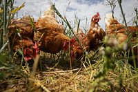 Bio Landwirtschaft - Hühner - Foto: Pierre Matgé/Luxemburger Wort