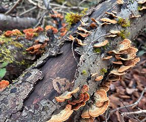 Les fossoyeurs de la forêt