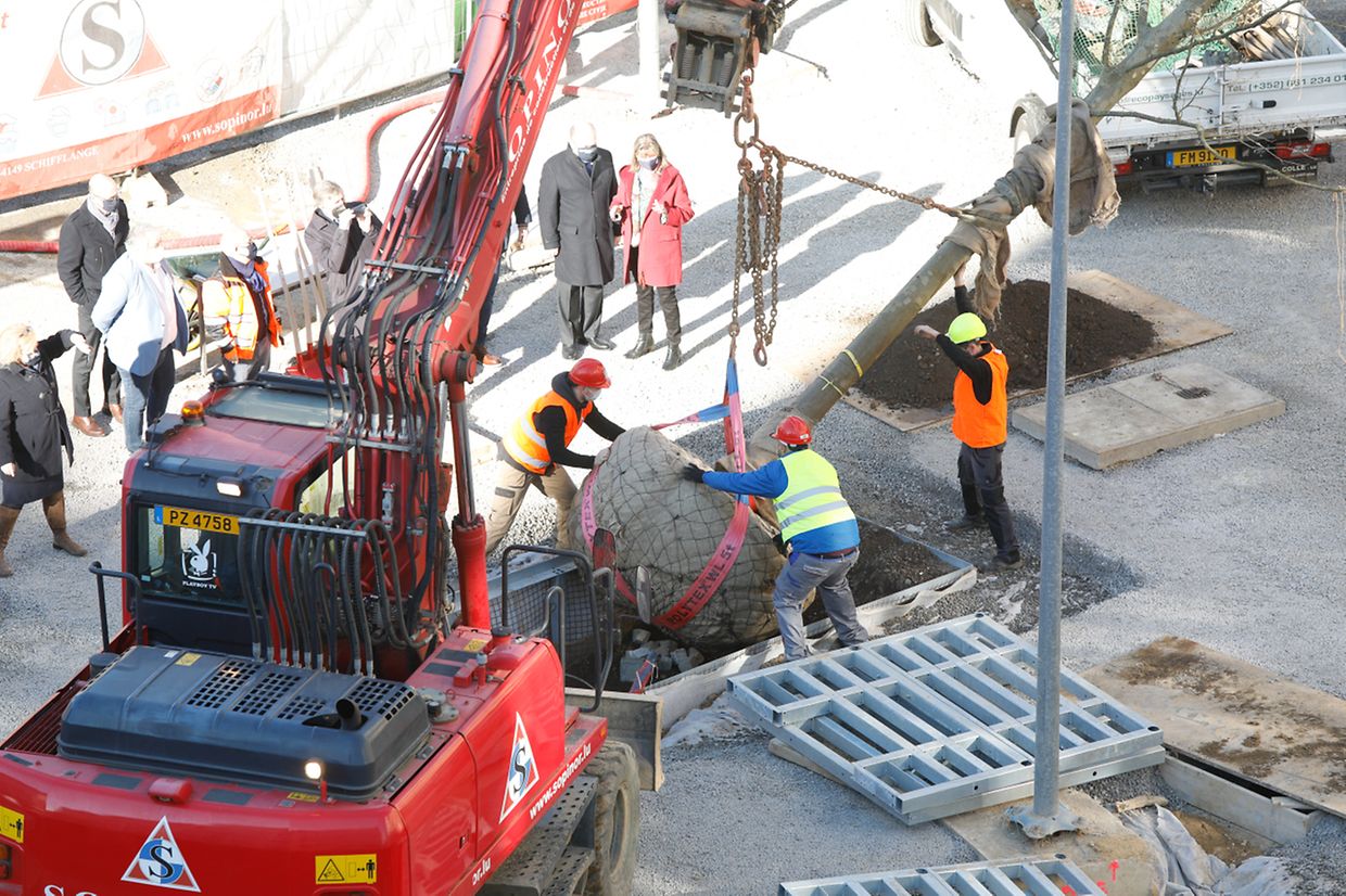 Die Platanen werden in Becken mit einem sogenannten System "anti-racaire" eingesetzt.