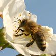 Biene Honigbiene Abeille Bienen