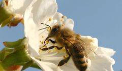 Biene Honigbiene Abeille Bienen