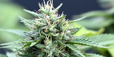 Luxembourg law lets you smoke a joint - Vimarsana News