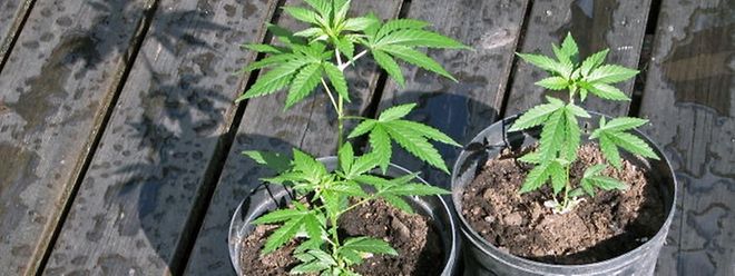 Vier Cannabispflanzen und über 30 Gramm Marihuana wurden am Donnerstag von der Polizei in Esch/Alzette beschlagnahmt. 