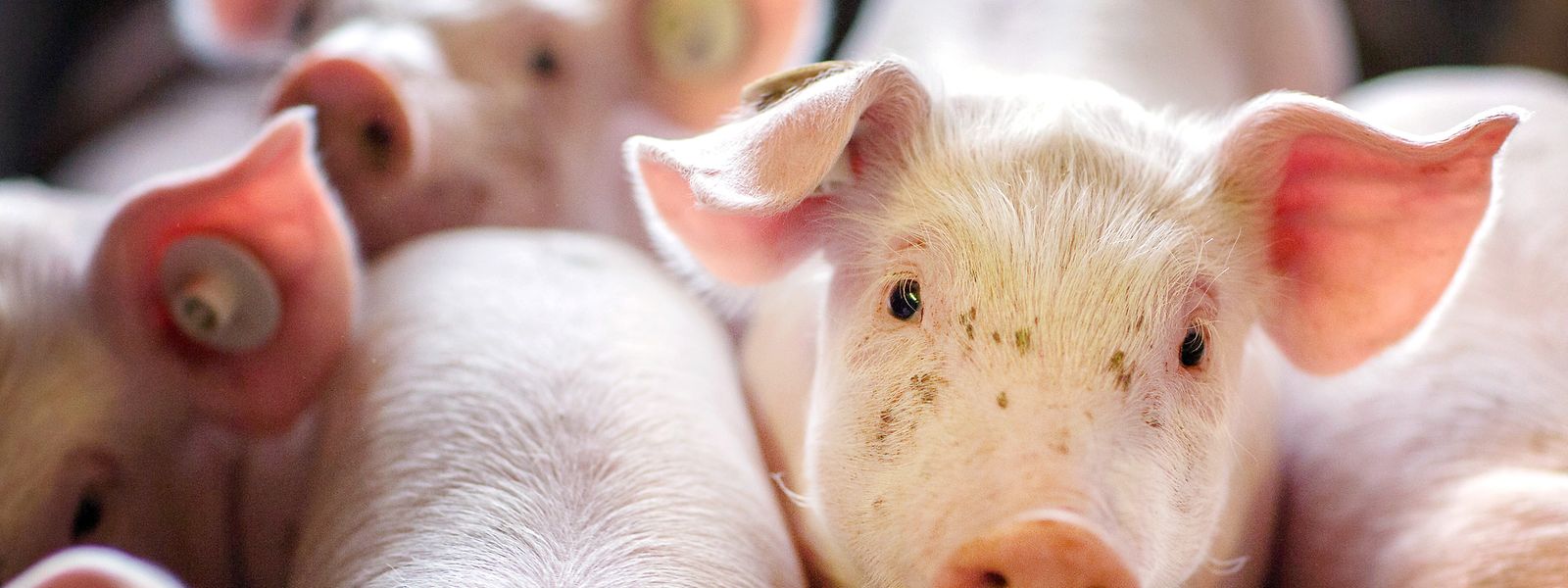 Was haben Suppe, Säue, Eisenbahn und der Fußballprofi Andi Möller gemeinsam? Einfach – sie alle haben auf ihre Weise den Weg in den Sprachgebrauch gefunden. 