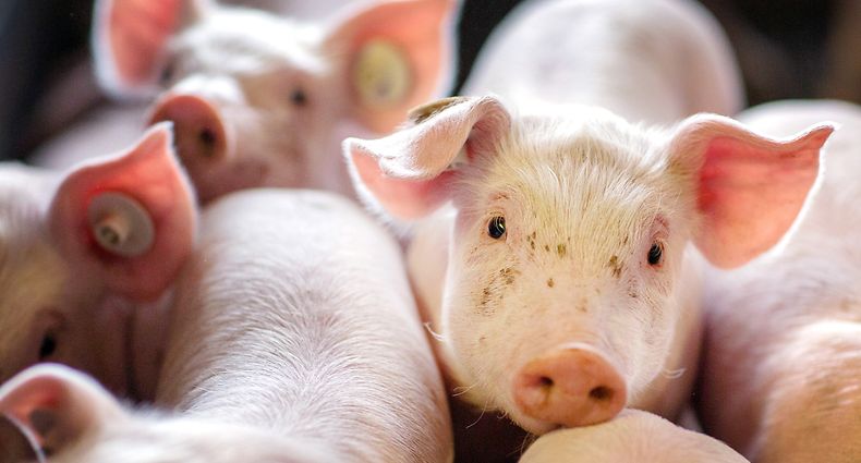 ARCHIV - 21.08.2014, Mecklenburg-Vorpommern, Losten: Ferkel stehen in einer Box einer Schweinezuchtanlage. Die Landwirte in Nordrhein-Westfalen halten weniger Schweine. Waren es im November 2017 noch 7,28 Millionen, lag die Zahl im Frühjahr 2018 bei 7,12 Millionen. Das ist ein Minus im Vergleich zu sechs Monaten zuvor von 2,2 Prozent, wie das Statistische Landesamt Nordrhein-Westfalen am Montag in Düsseldorf mitteilte. Den größten Rückgang gab es bei den Mastschweinen. Hier sank die Zahl der Tiere um 3,3 Prozent. Foto: Jens Büttner/dpa-Zentralbild/dpa +++ dpa-Bildfunk +++