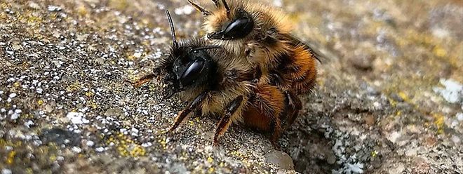 Wildbienen suchen aktuell nach möglichen Nistplätzen.