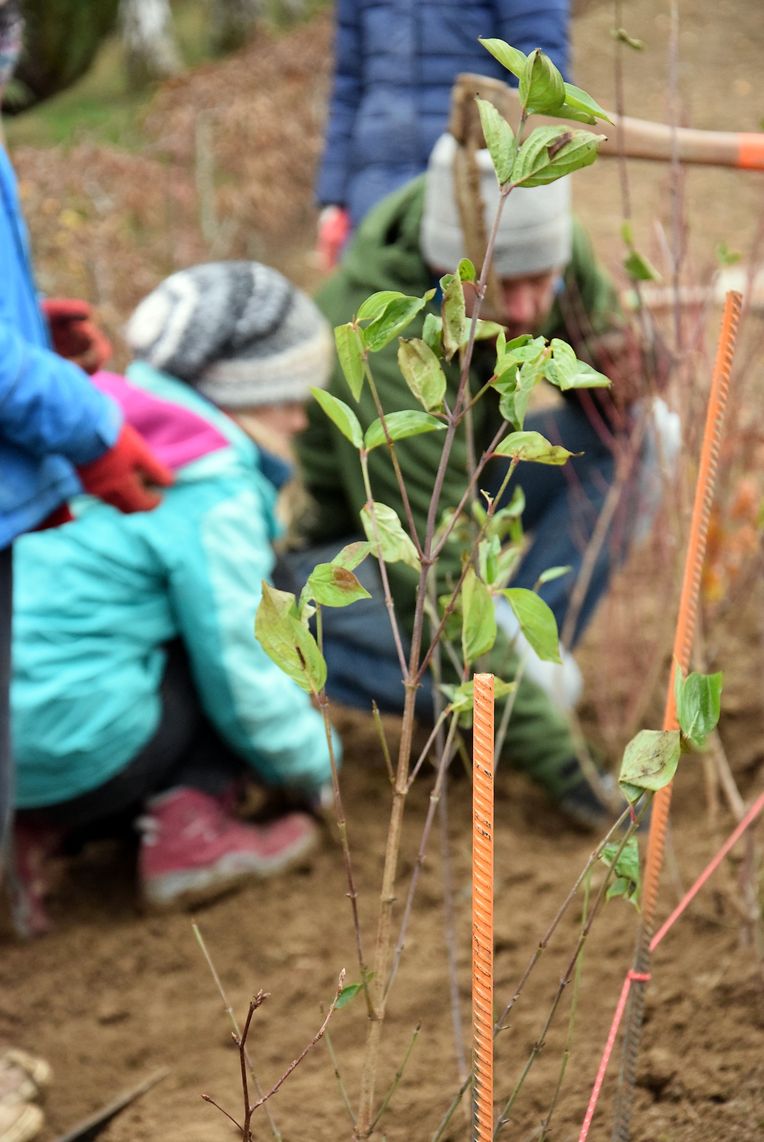 Dag vum Bam 2018 Baschleiden - Planzung - Photo: Y. Krippel