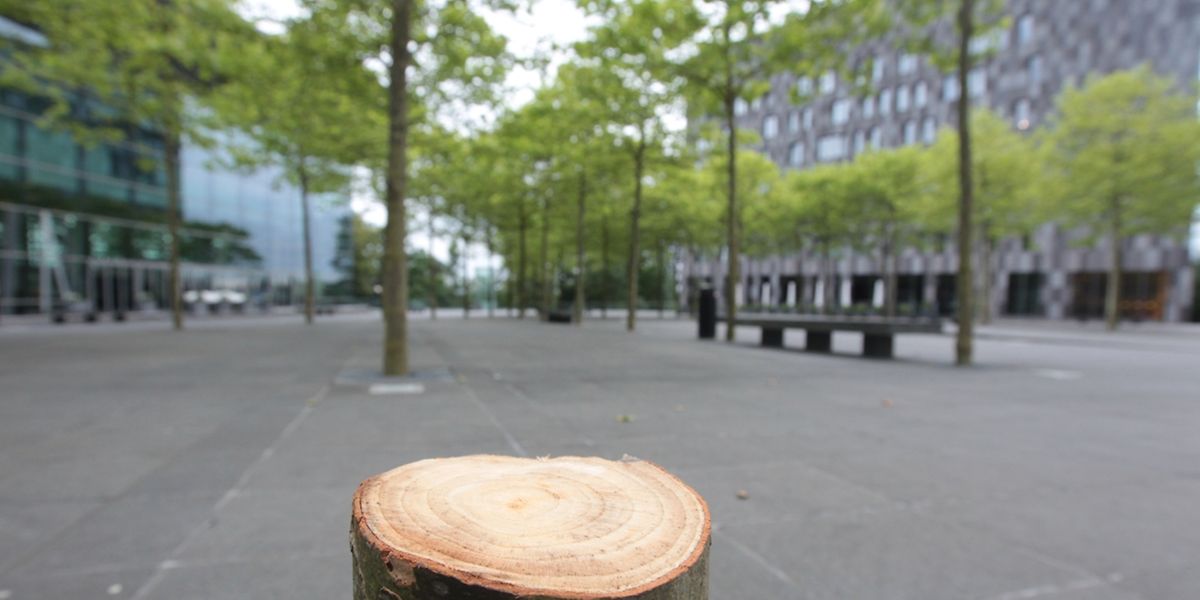 Auf der Place de l'Europe steht seit kurzem ein Baum weniger.