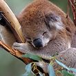 dpatopbilder - HANDOUT -Das vom WWF am 27.12.2017 zur Verfügung gestellte Foto zeigt einen schlafenden Koala im Healesville Sanctuary in Victoria (Australien). Koalas gehören in einer Bilanz des WWF zu den Verlierern im Artenschutz 2017. (zu dpa «Kampf ums Überleben - Gewinner und Verlierer in der Tierwelt 2017» vom 27.12.2017) ACHTUNG: Nur zur redaktionellen Verwendung im Zusammenhang mit der aktuellen Berichterstattung und nur bei Nennung: Foto: Warwick Sloss/WWF/dpa +++(c) dpa - Bildfunk+++