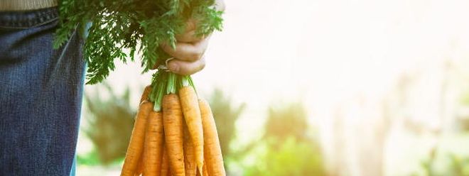 Pouco mais de 15% dos empresários agrícolas no Luxemburgo têm até 40 anos.