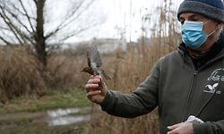In dem Naturschutzgebiet sind viele Vögel zu Hause.