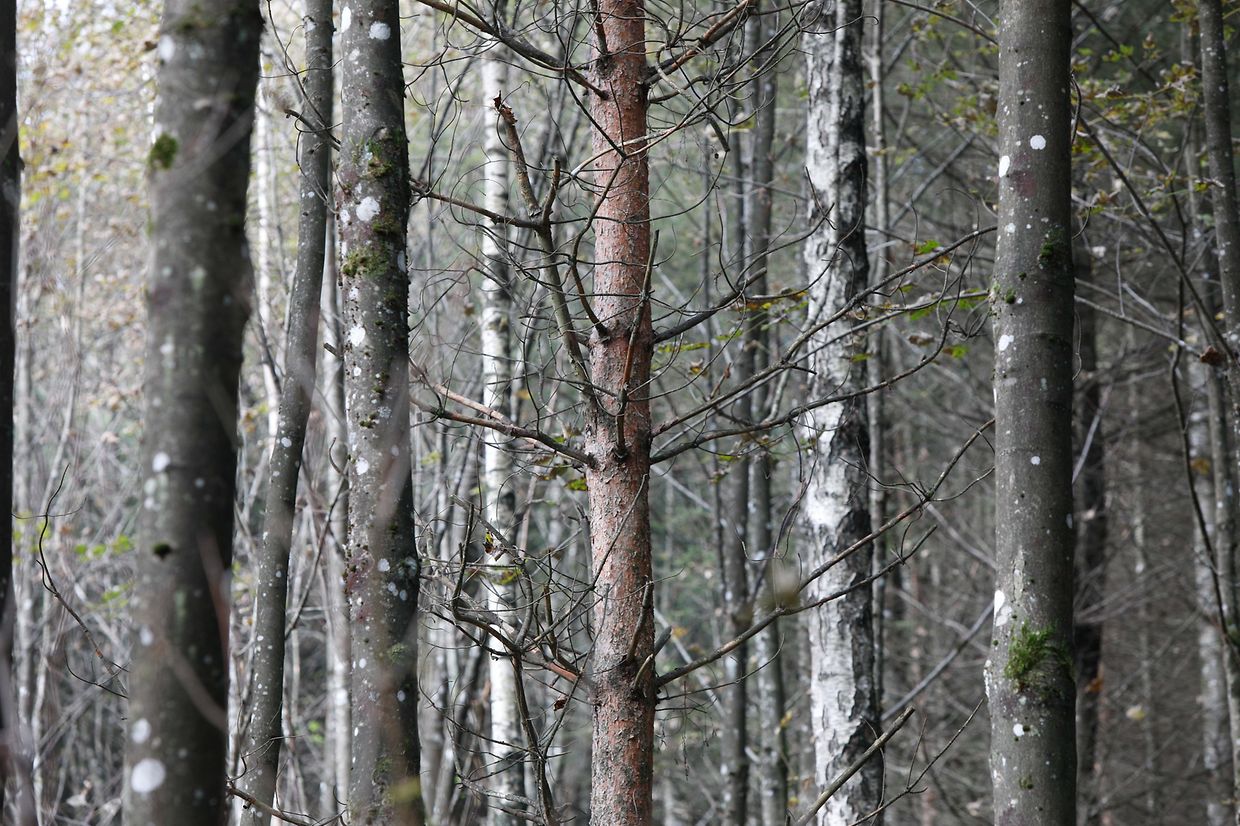 Illustration, Natur, Wald, Landschaft, Baum, Bäume, Blätter und Pilze, Licht Herbstaufnahmen Foto: Luxemburger Wort/Anouk Antony