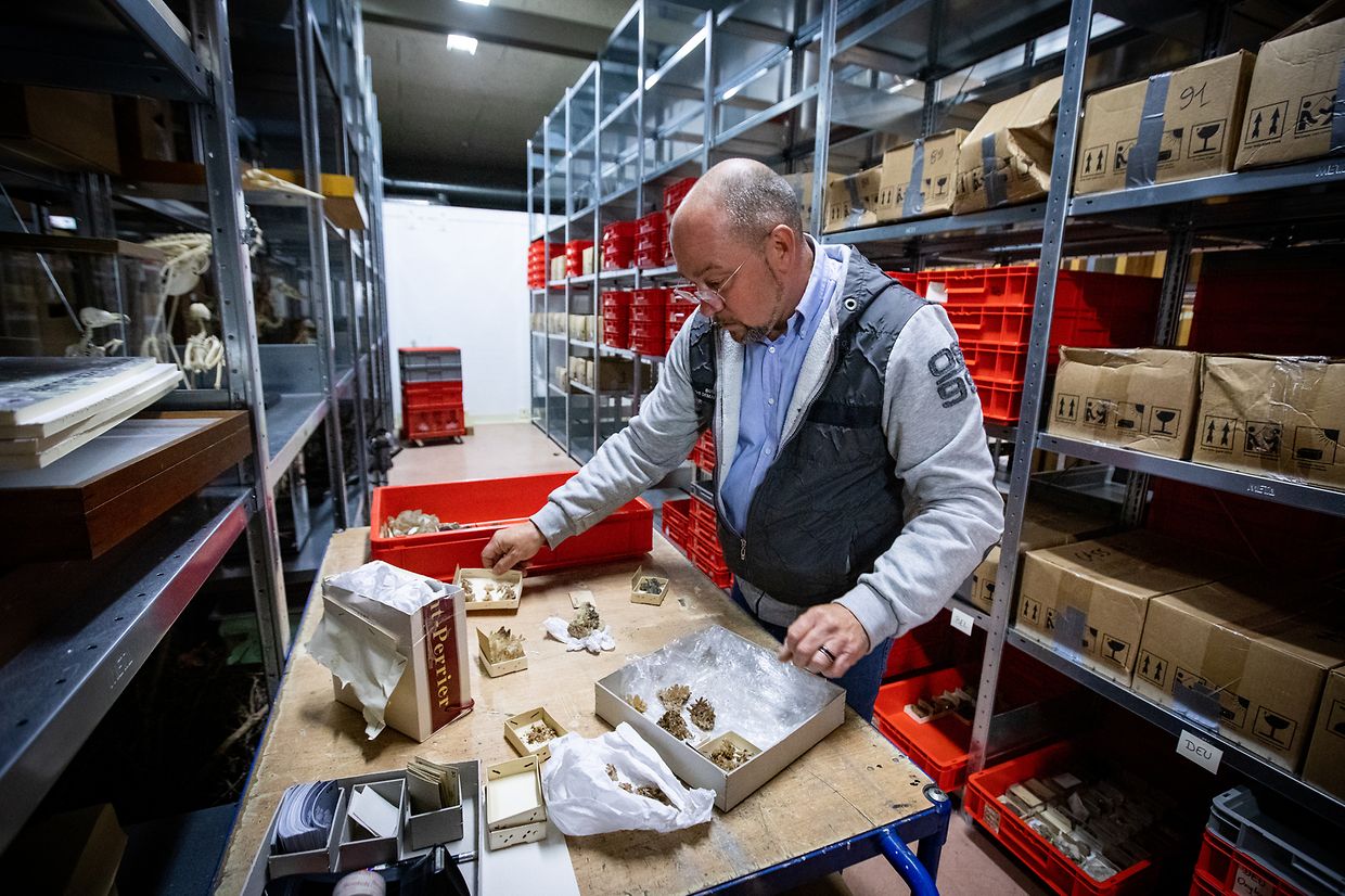 Simon Philippo au travail devant quelques-uns des 9.500 échantillons de la collection Cassedanne