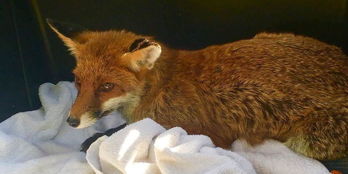 Füchse sind in Luxemburg allgegenwärtig. Das Foto zeigt einen Fuchs, den Familie Altamuro aus ihrem Pool rettete.