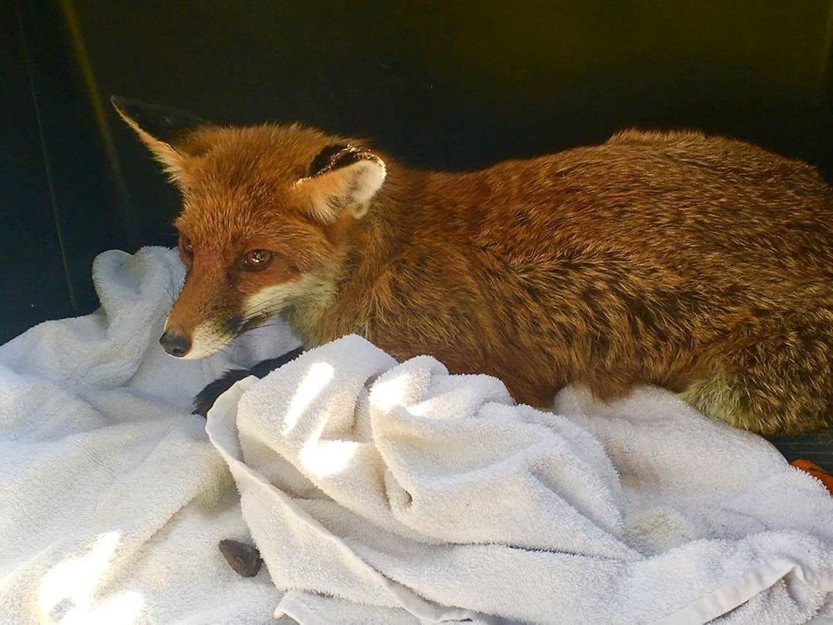 Der Fuchs fiehl nachts in den Pool der Familie Altamuro.