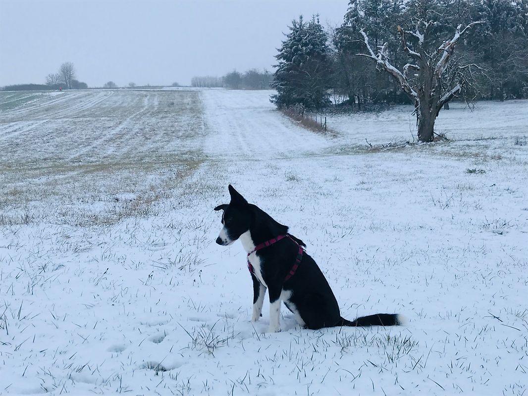 Isabelle Loewenstein war mit ihrem Hund über die Felder in Erpeldingen spazieren. 