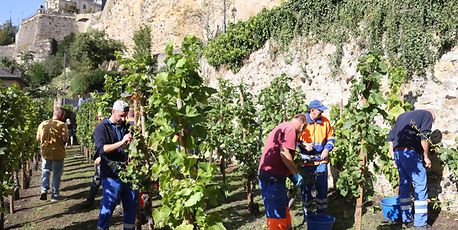A capital vintage: city's own vineyard yields rare wine - Vimarsana News