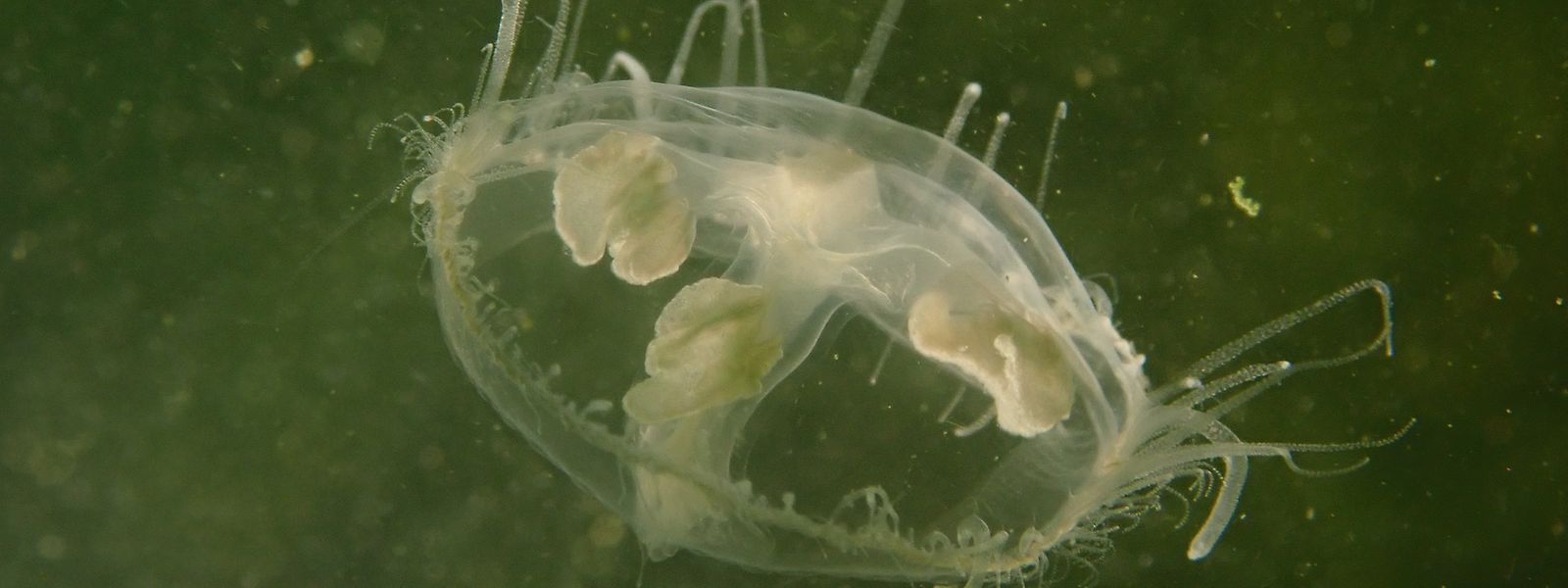 La prolifération de la méduse «craspedacusta sowerbyi» dans le Stausee est probablement une conséquence directe du réchauffement climatique