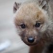 amneville zoo, natalite precoce au zoo amneville, bebe amneville zoo, foto feller tania, nouveau animaux bebe zoo amneville, 28.05.2014, loup, wolf