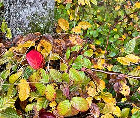 Farbenmosäik aus Blätter