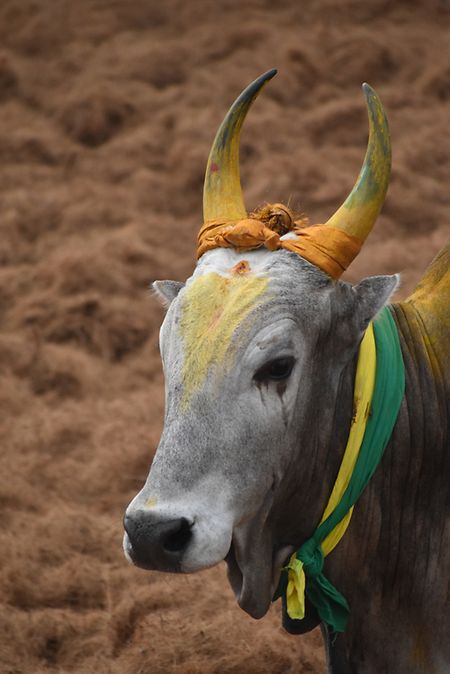 Bull decorated for Jallikattu Photo: Shutterstock