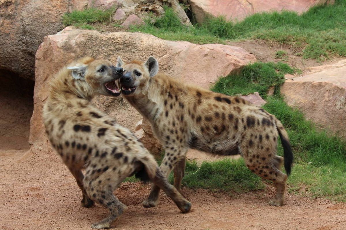 Japanese zoo abandons bid to mate hyena 'couple' as both were male