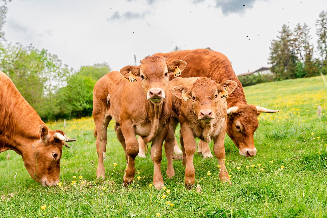 Bio-Betrieb Kraus-Hoffelt, Garnich, Photo : Caroline Martin ©