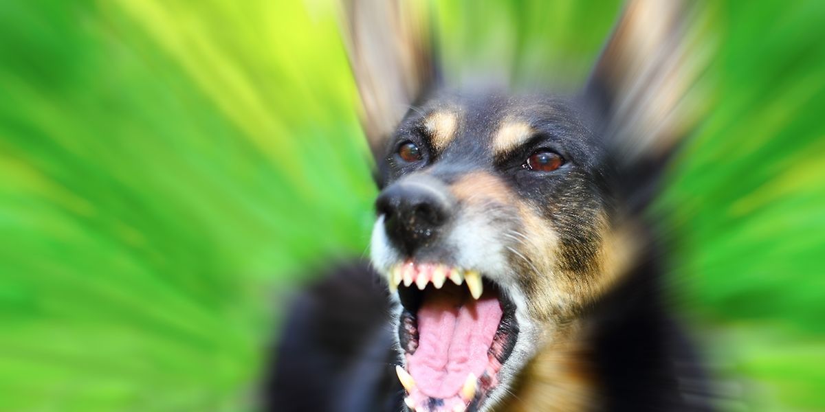 Aggressive Hunde Greifen An Kleiner Hund Totgebissen