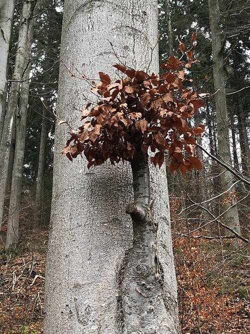 Mywort Wunder Der Natur Ein Neuer Ast Ist Entsprungen