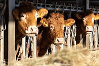Lok , Walferdingen , Pres Natur geneissen , Sicona , Essen für die Maison Relais Regional und Bio , Bauernhof Matgé-Stoltz , Dondel , Foto:Guy Jallay/Luxemburger Wort