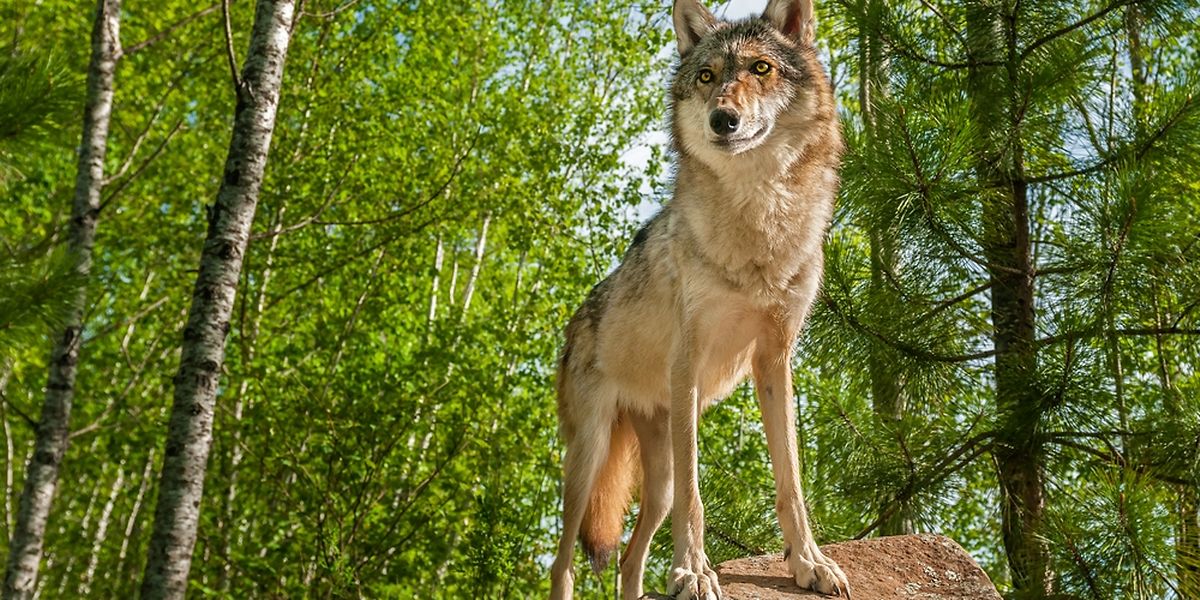 Le loup repéré au Luxembourg est un loup gris (canis lupus).