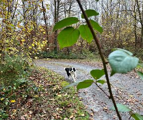 Snuppi kommt angerannt, wenn ich ihn rufe!